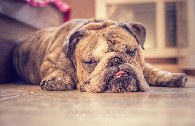 Dogs are known for their loyalty, protectiveness, and playfulness. They are often called man's best friend because of the special bond they form with their owners.