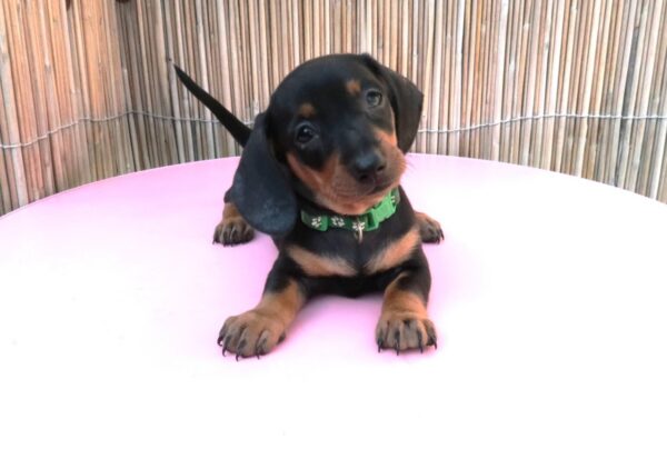 Miniature Dachshund Black And Tan Puppies - Image 11