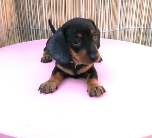 Miniature Dachshund Black And Tan Puppies - Image 10