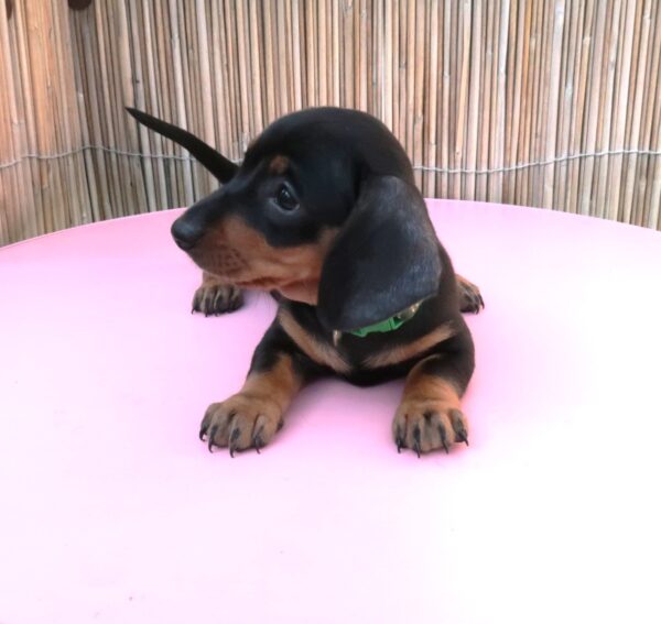 Miniature Dachshund Black And Tan Puppies - Image 9