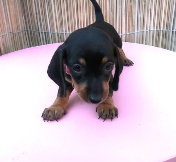 Miniature Dachshund Black And Tan Puppies - Image 8