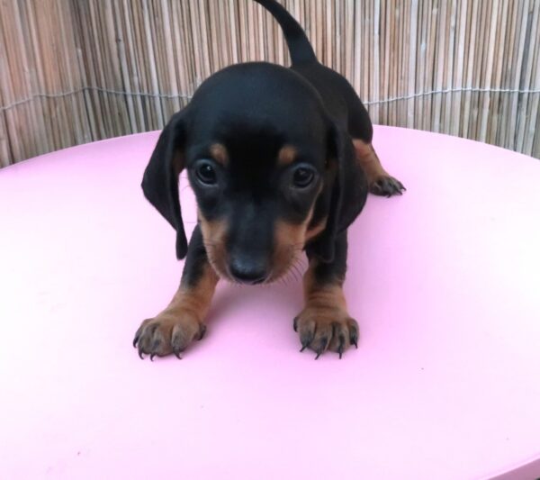 Miniature Dachshund Black And Tan Puppies - Image 7