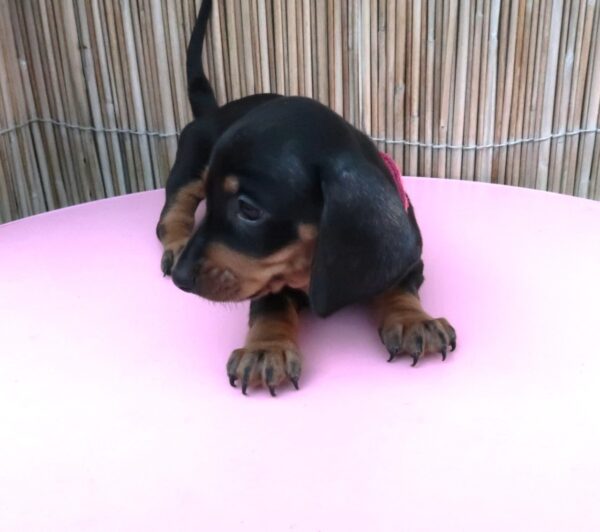 Miniature Dachshund Black And Tan Puppies - Image 6