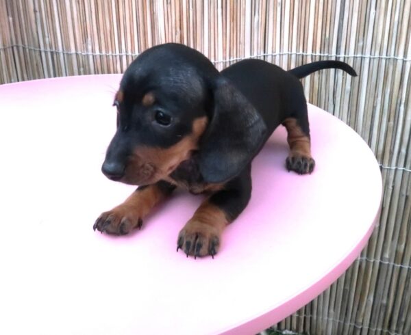 Miniature Dachshund Black And Tan Puppies - Image 5