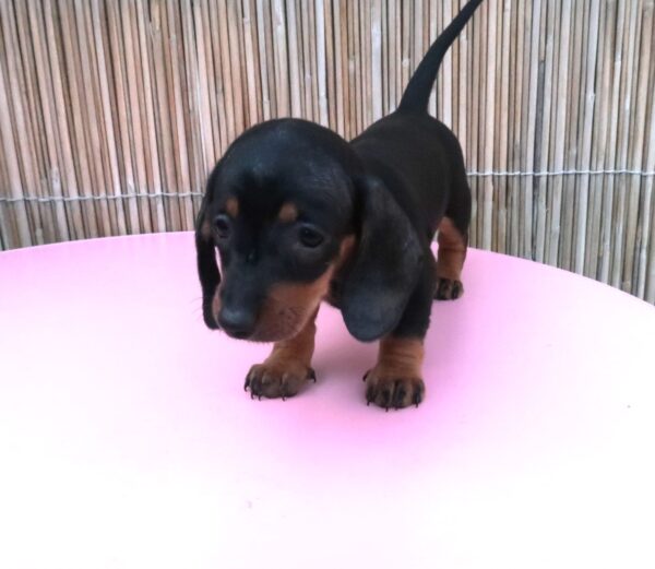 Miniature Dachshund Black And Tan Puppies - Image 4