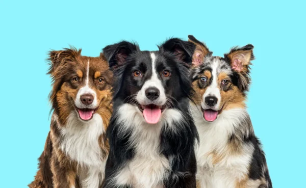 Border Collie Puppies