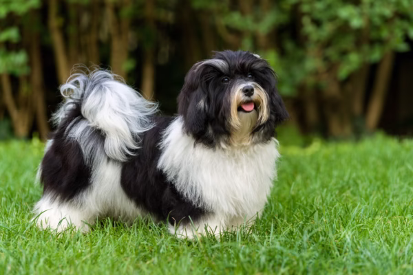 Havanese Puppies