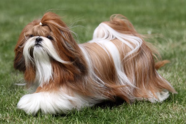 Shih Tzu Puppies