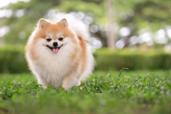 POMERANIAN PUPPIES
