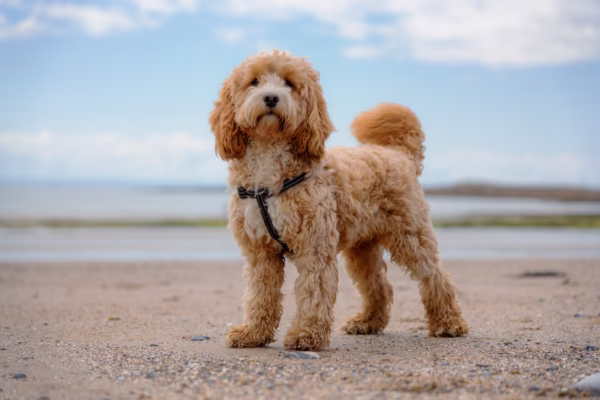 Cockapoo Puppies