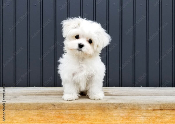 Maltese Puppies