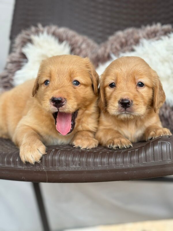 Golden Retriever Puppies