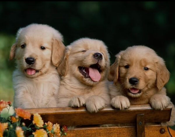 Golden Retriever Puppies