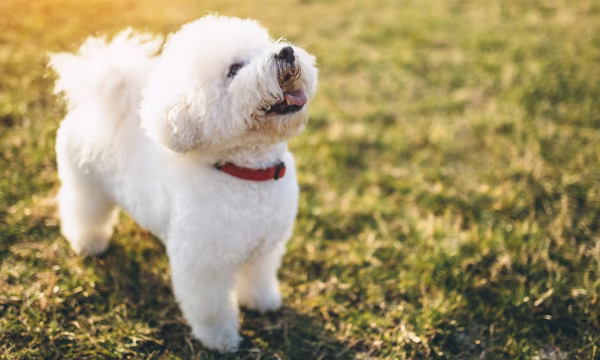 Bichon Frise Puppies - Image 2