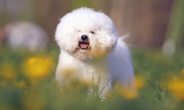 Bichon Frise Puppies - Image 3