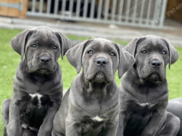 Cane Corse